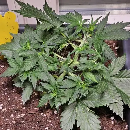 Cheap Weed #9