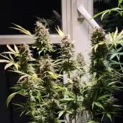 2nd Own Genetic | Cheap Weed #13