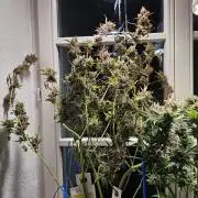 Cheap Weed | 0,56€/g #14