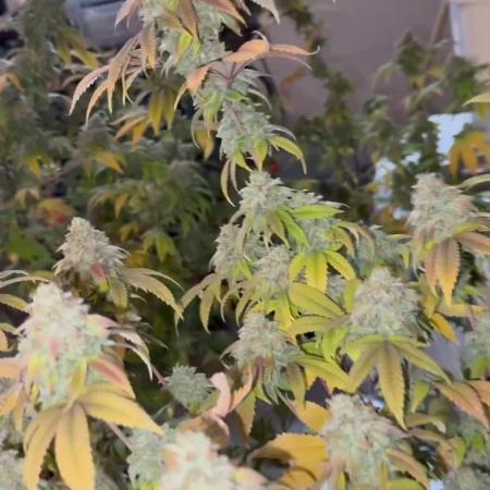 Clone war blue lobster / zushi