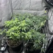 Compound Genetics- Glue 31