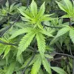 Clone war blue lobster / zushi