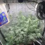 Blue zushi, Old G OG pheno hunt
