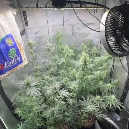 Blue zushi, Old G OG pheno hunt