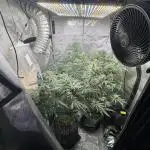 Blue zushi, Old G OG pheno hunt
