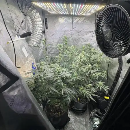 Blue zushi, Old G OG pheno hunt
