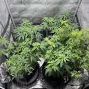 Compound Genetics- Glue 31