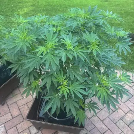 Blue zushi, Old G OG pheno hunt