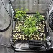 Clone wars - Glue31 and blue zushi