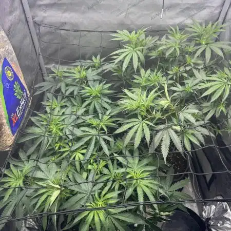 Blue zushi, Old G OG pheno hunt