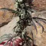 Blue zushi, Old G OG pheno hunt