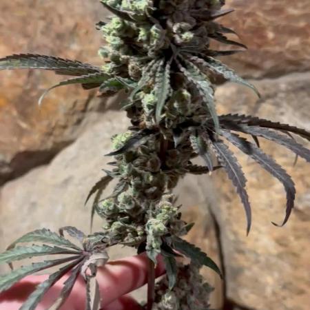 Blue zushi, Old G OG pheno hunt