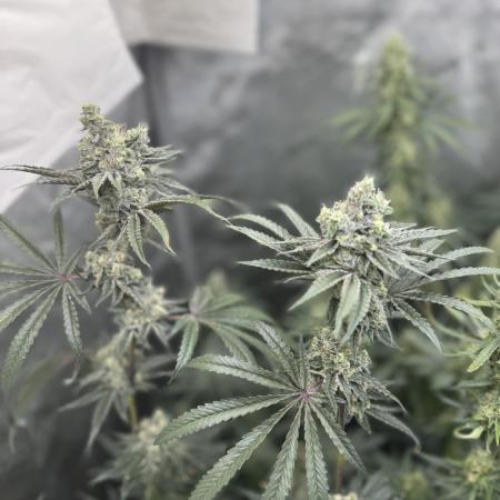 Blue zushi, Old G OG pheno hunt