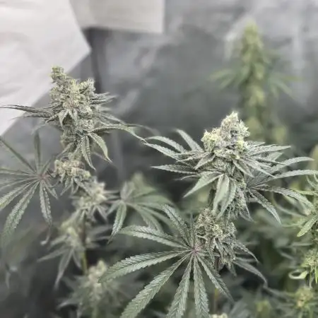 Blue zushi, Old G OG pheno hunt