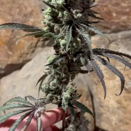 Blue zushi, Old G OG pheno hunt