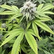 Clone war blue lobster / zushi