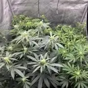 Compound Genetics- Glue 31