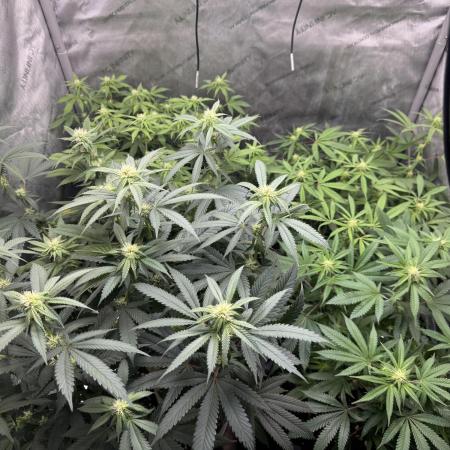 Compound Genetics- Glue 31