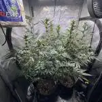Blue zushi, Old G OG pheno hunt