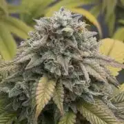 Clone war blue lobster / zushi