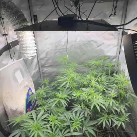 Blue zushi, Old G OG pheno hunt