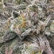 Compound Genetics- Glue 31