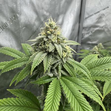 Clone war blue lobster / zushi