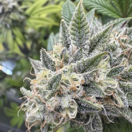 Clone war blue lobster / zushi