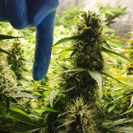 Gifted Seed - Hindu Kush Automatic
