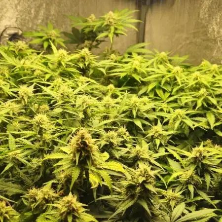 new FastBuds Strains