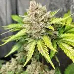 new FastBuds Strains