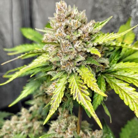 new FastBuds Strains