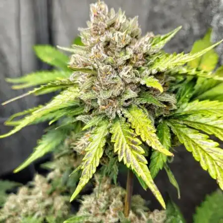 new FastBuds Strains