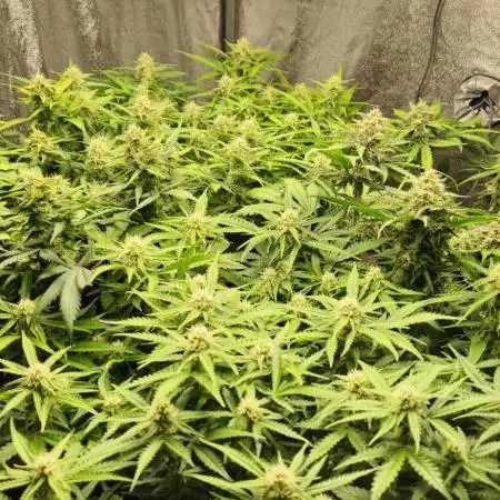 new FastBuds Strains