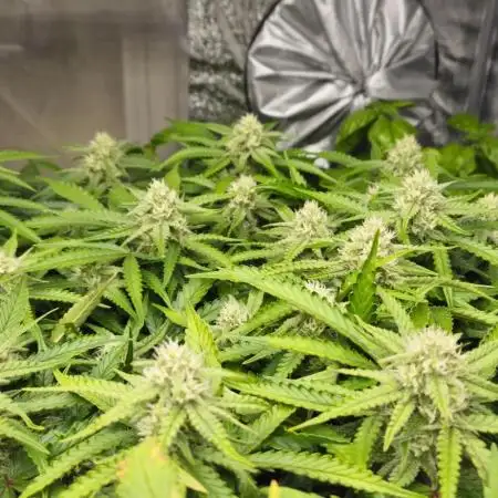 new FastBuds Strains