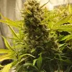 new FastBuds Strains