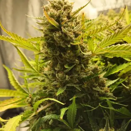 new FastBuds Strains