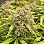 new FastBuds Strains