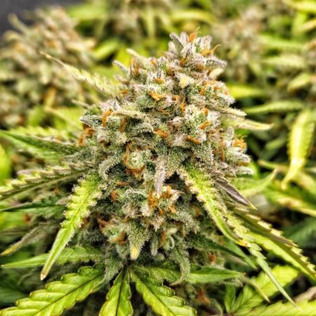 new FastBuds Strains