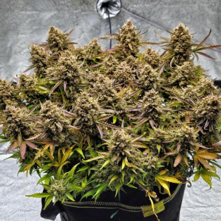 TPB new FastBuds Strains