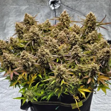 TPB new FastBuds Strains