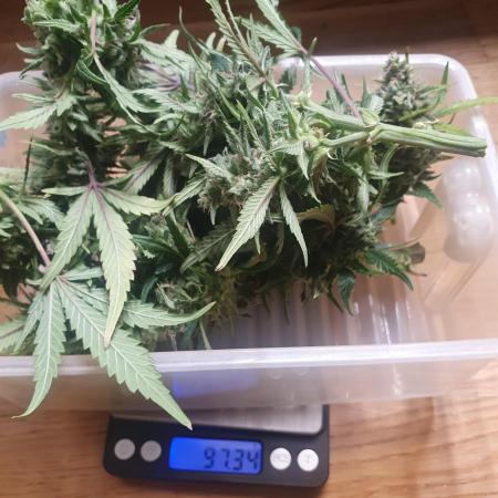 OG Kush Auto #1