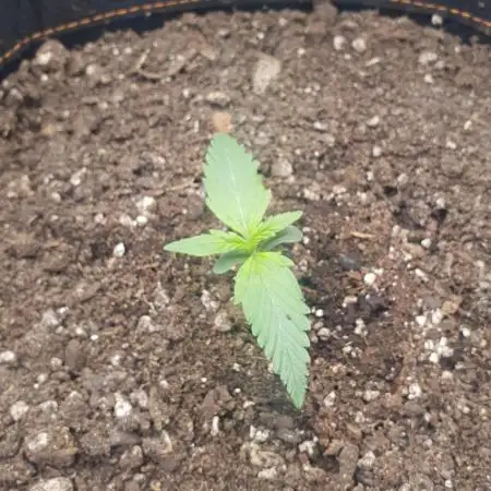 OG Kush Auto #2