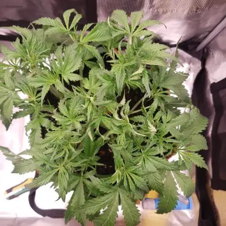 Gorilla Z Auto #1