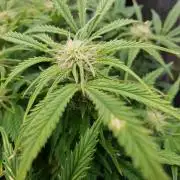 Orange Sherbet Auto #2