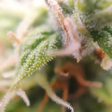 Gorilla Z Auto #1