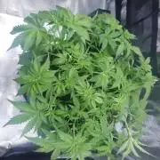 Orange Sherbet Auto #3