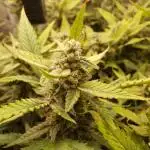 Amnesiea Haze Auto #2