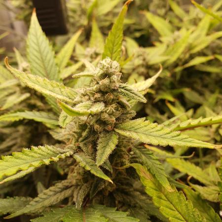 Amnesiea Haze Auto #2