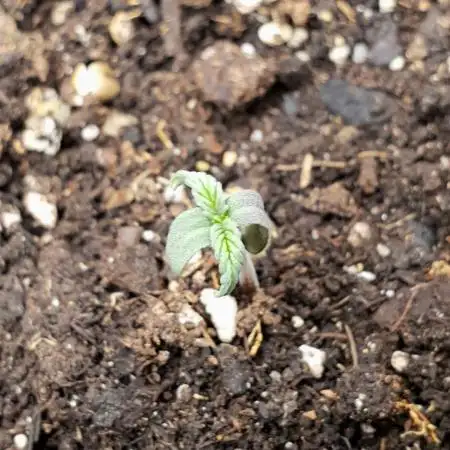 OG Kush Auto #2